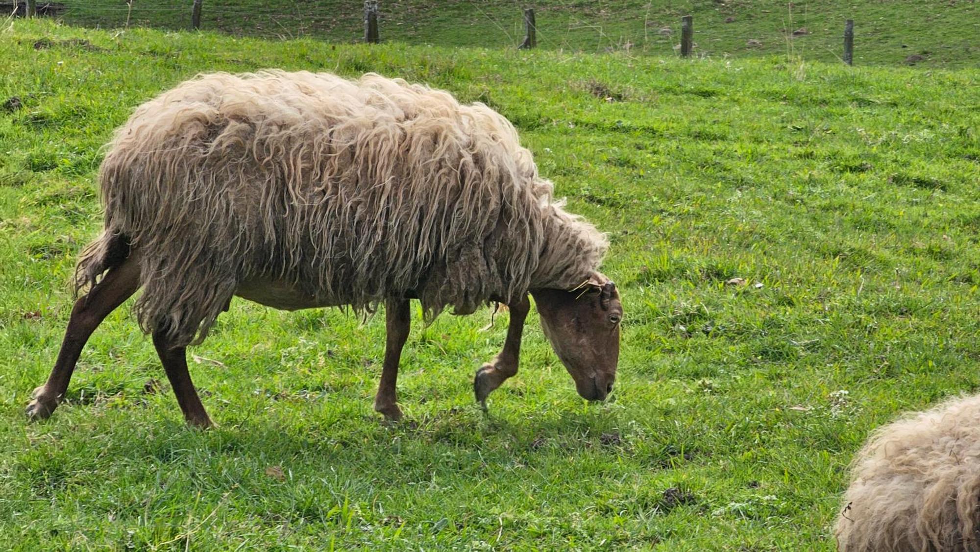 Casa Rural Simonan Borda Oiartzun Rom bilde